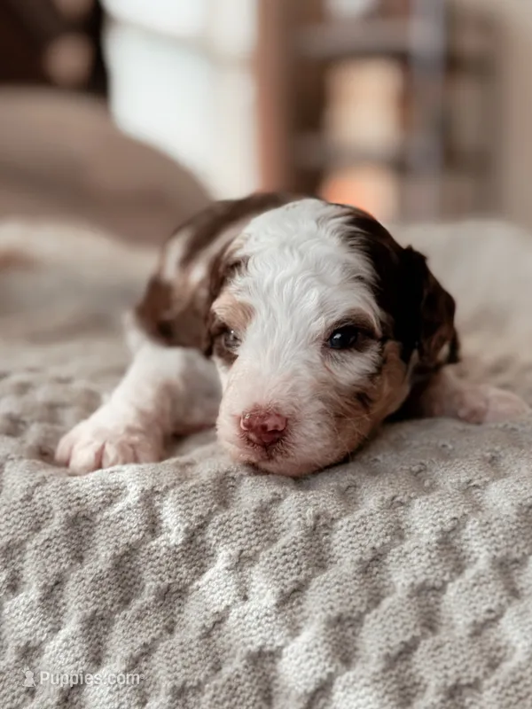 Kenai – Miniature Bernedoodle puppy for sale in Maricopa, AZ