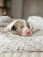 Pecan, a male Miniature Bernedoodle for sale in Maricopa, AZ – 1 of 1