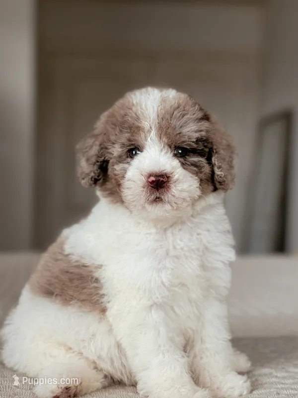 Pecan – Miniature Bernedoodle puppy for sale in Maricopa, AZ