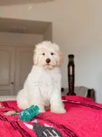 Coco, a female Bernedoodle and Miniature Bernedoodle for sale in Maricopa, AZ – 4 of 5