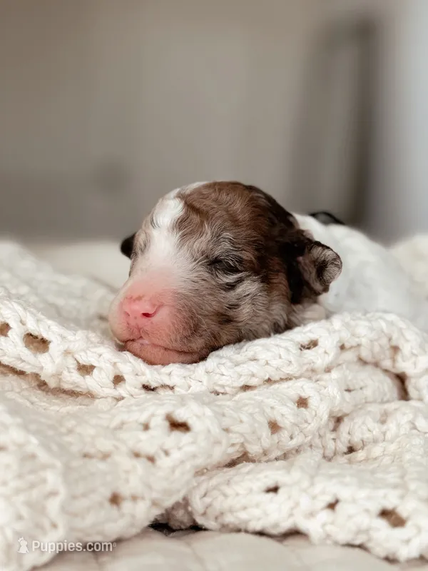Wasabi – Bernedoodle, Miniature Bernedoodle puppy for sale in Maricopa, AZ