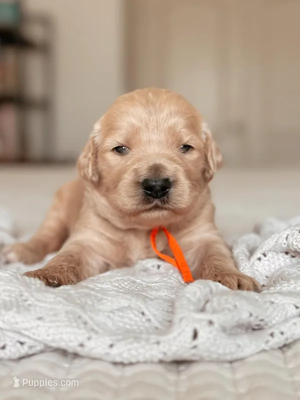 Phoebe Buffay – Goldendoodle puppy for sale in Maricopa, AZ