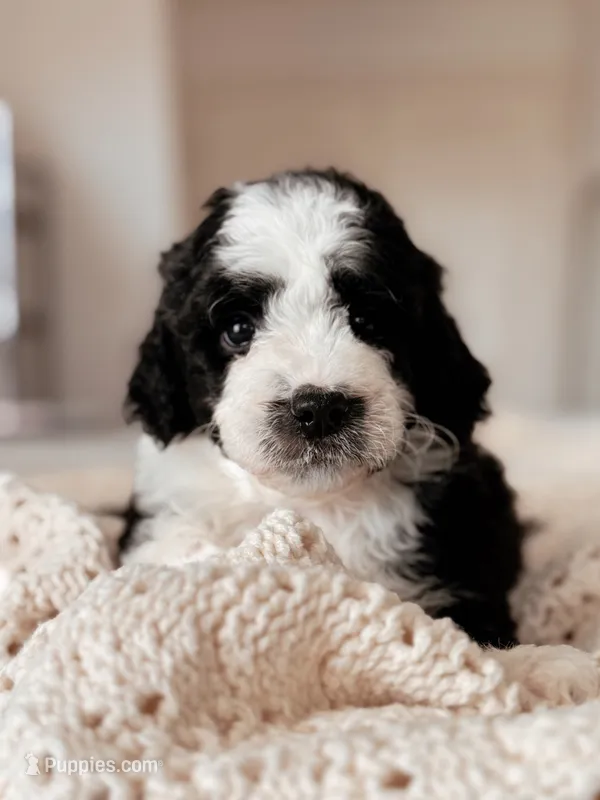 Rainier – Miniature Bernedoodle puppy for sale in Maricopa, AZ