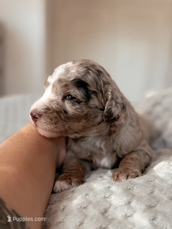 Yosemite – Miniature Bernedoodle puppy for sale in Maricopa, AZ