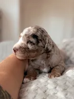 Yosemite, a female Miniature Bernedoodle for sale in Maricopa, AZ – 1 of 1