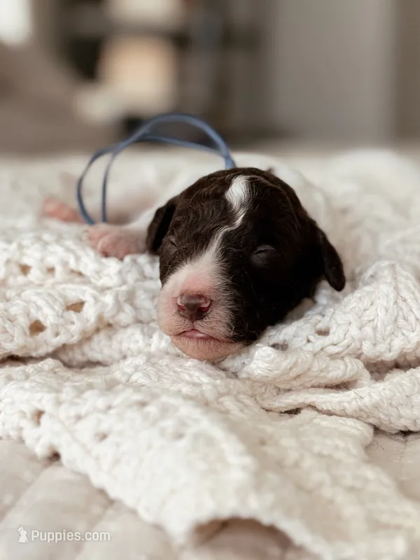 Gyoza – Bernedoodle, Miniature Bernedoodle puppy for sale in Maricopa, AZ