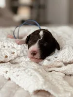 Gyoza, a male Bernedoodle and Miniature Bernedoodle for sale in Maricopa, AZ – 1 of 1