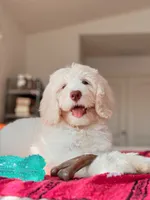 Montauk, a male Bernedoodle and Miniature Bernedoodle for sale in Maricopa, AZ – 3 of 3