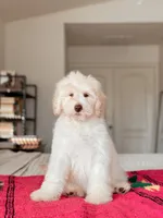 Coco, a female Bernedoodle and Miniature Bernedoodle for sale in Maricopa, AZ – 3 of 5