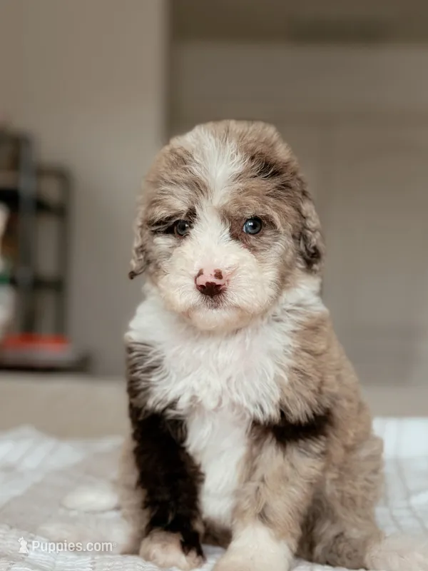 Nori – Bernedoodle, Miniature Bernedoodle puppy for sale in Maricopa, AZ
