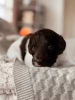 Rocky, a male Miniature Bernedoodle for sale in Maricopa, AZ – 1 of 1