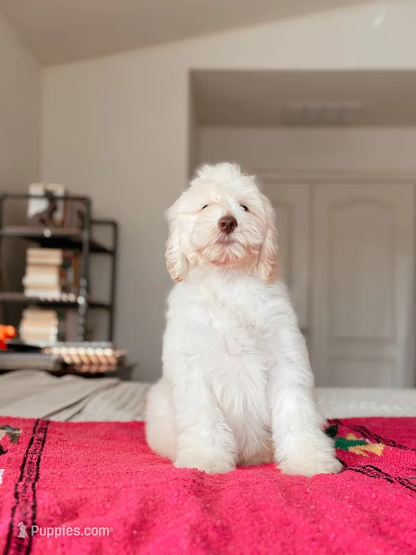 Coco – Bernedoodle, Miniature Bernedoodle puppy for sale in Maricopa, AZ