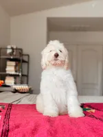 Coco, a female Bernedoodle and Miniature Bernedoodle for sale in Maricopa, AZ – 1 of 5