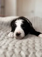 Rainier, a male Miniature Bernedoodle for sale in Maricopa, AZ – 1 of 1
