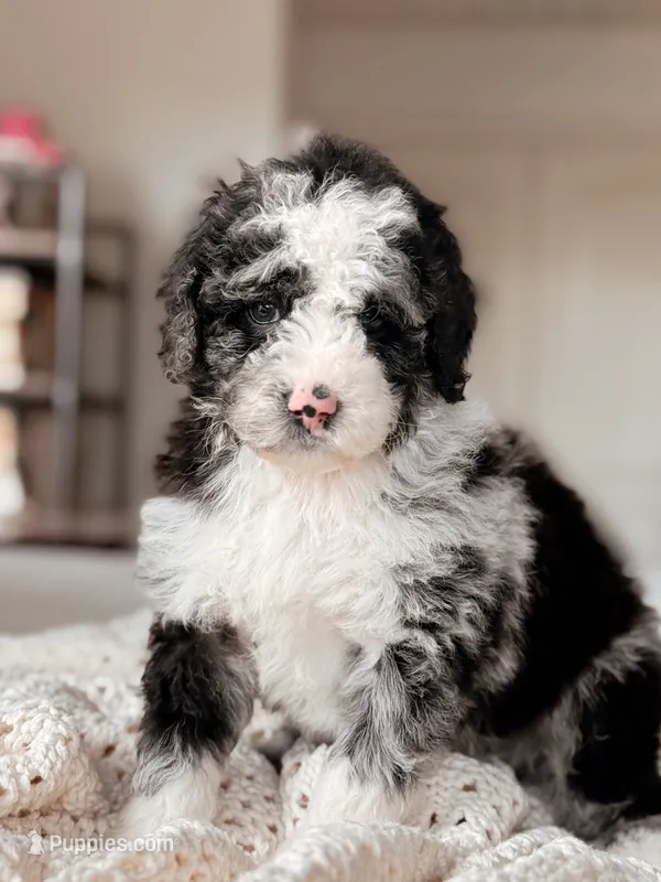 Denali – Miniature Bernedoodle puppy for sale in Maricopa, AZ