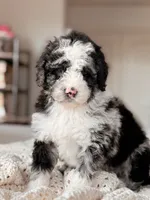 Denali, a male Miniature Bernedoodle for sale in Maricopa, AZ – 1 of 2