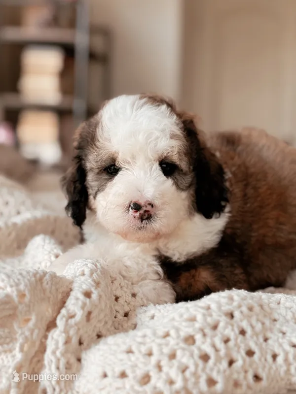 Acadia – Miniature Bernedoodle puppy on hold in Maricopa, AZ