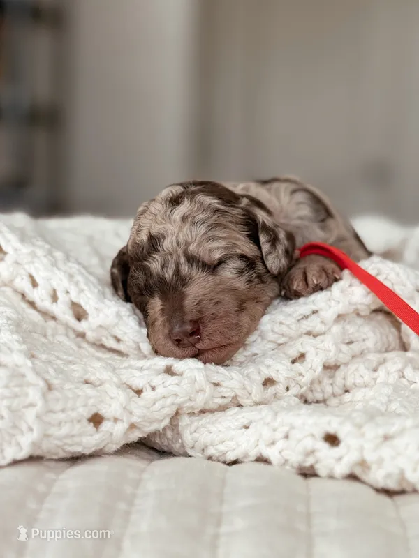Mochi – Bernedoodle, Miniature Bernedoodle puppy for sale in Maricopa, AZ