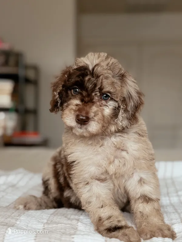 Mochi – Bernedoodle, Miniature Bernedoodle puppy on hold in Maricopa, AZ