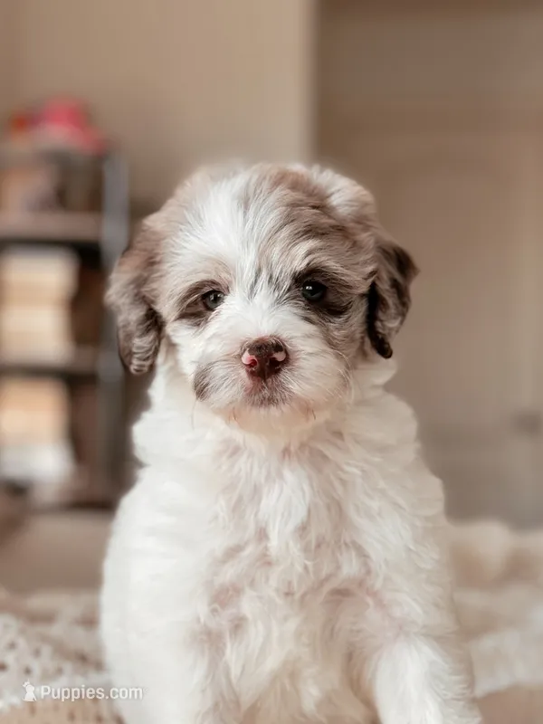 Everglade – Miniature Bernedoodle puppy for sale in Maricopa, AZ