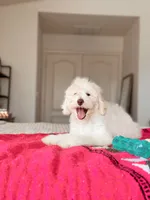 Coco, a female Bernedoodle and Miniature Bernedoodle for sale in Maricopa, AZ – 2 of 5