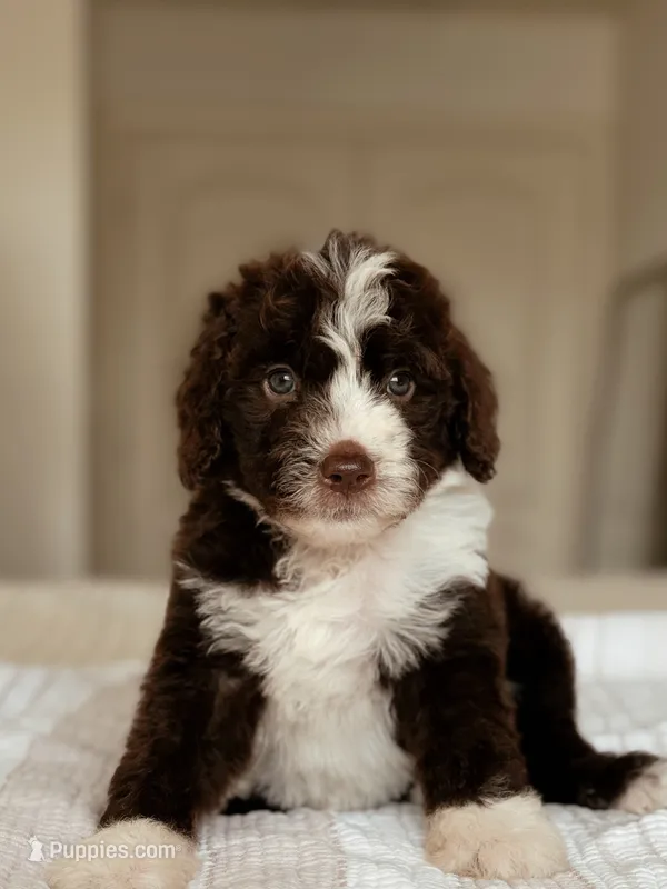 Udon – Bernedoodle, Miniature Bernedoodle puppy for sale in Maricopa, AZ