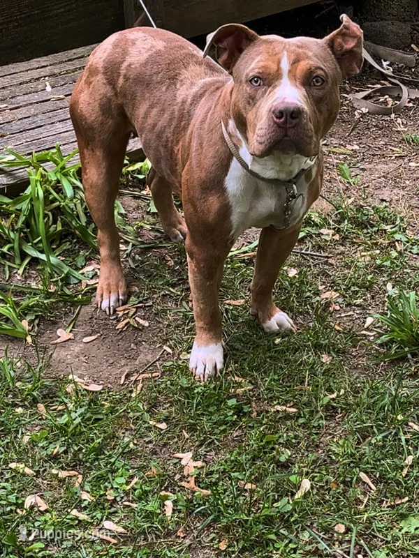 Caramela  – American Bulldog puppy for sale in Pittsfield, MA