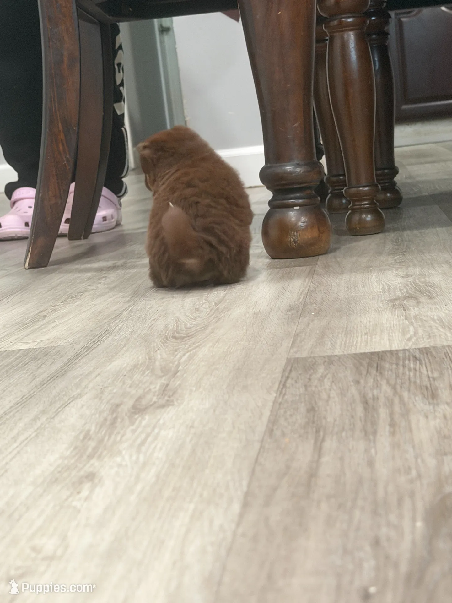 Brownie, a female Pomeranian for sale in Santa Ana, CA – Photo 4 of 10