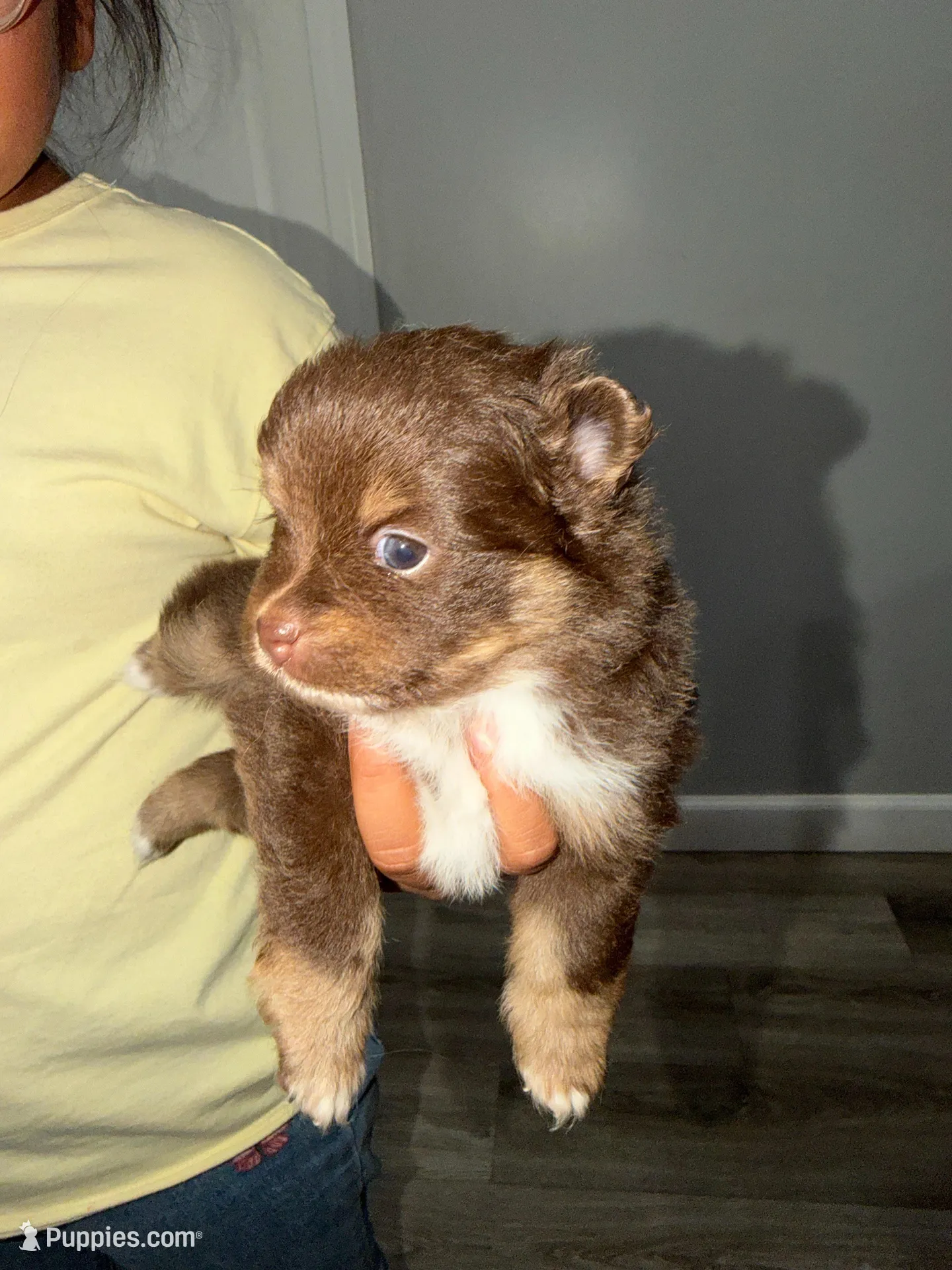 Brownie, a female Pomeranian for sale in Santa Ana, CA – Photo 9 of 10