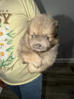 Cocoa, a female Pomeranian for sale in Santa Ana, CA – Photo 4 of 9