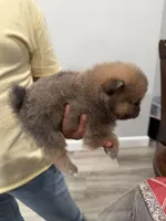 Cocoa, a female Pomeranian for sale in Santa Ana, CA – Photo 3 of 9