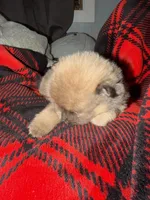 Cocoa, a female Pomeranian for sale in Santa Ana, CA – Photo 5 of 9