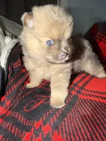 Cocoa, a female Pomeranian for sale in Santa Ana, CA – Photo 6 of 9