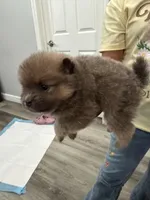 Cocoa, a female Pomeranian for sale in Santa Ana, CA – Photo 2 of 9