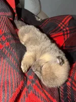 Cocoa, a female Pomeranian for sale in Santa Ana, CA – Photo 7 of 9