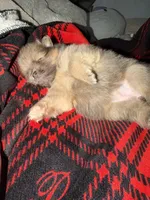 Cocoa, a female Pomeranian for sale in Santa Ana, CA – Photo 8 of 9