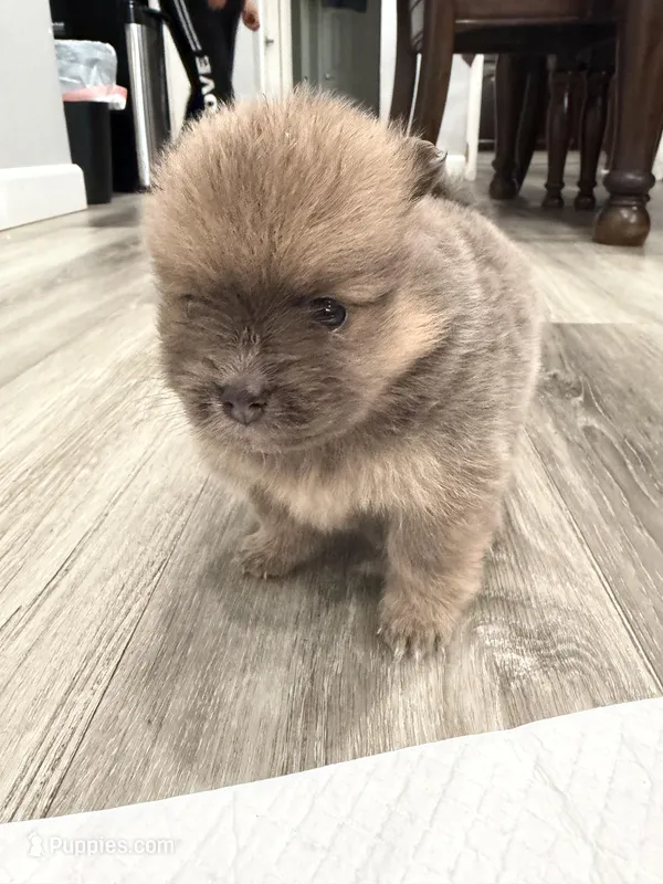 Cocoa – Pomeranian puppy for sale in Santa Ana, CA