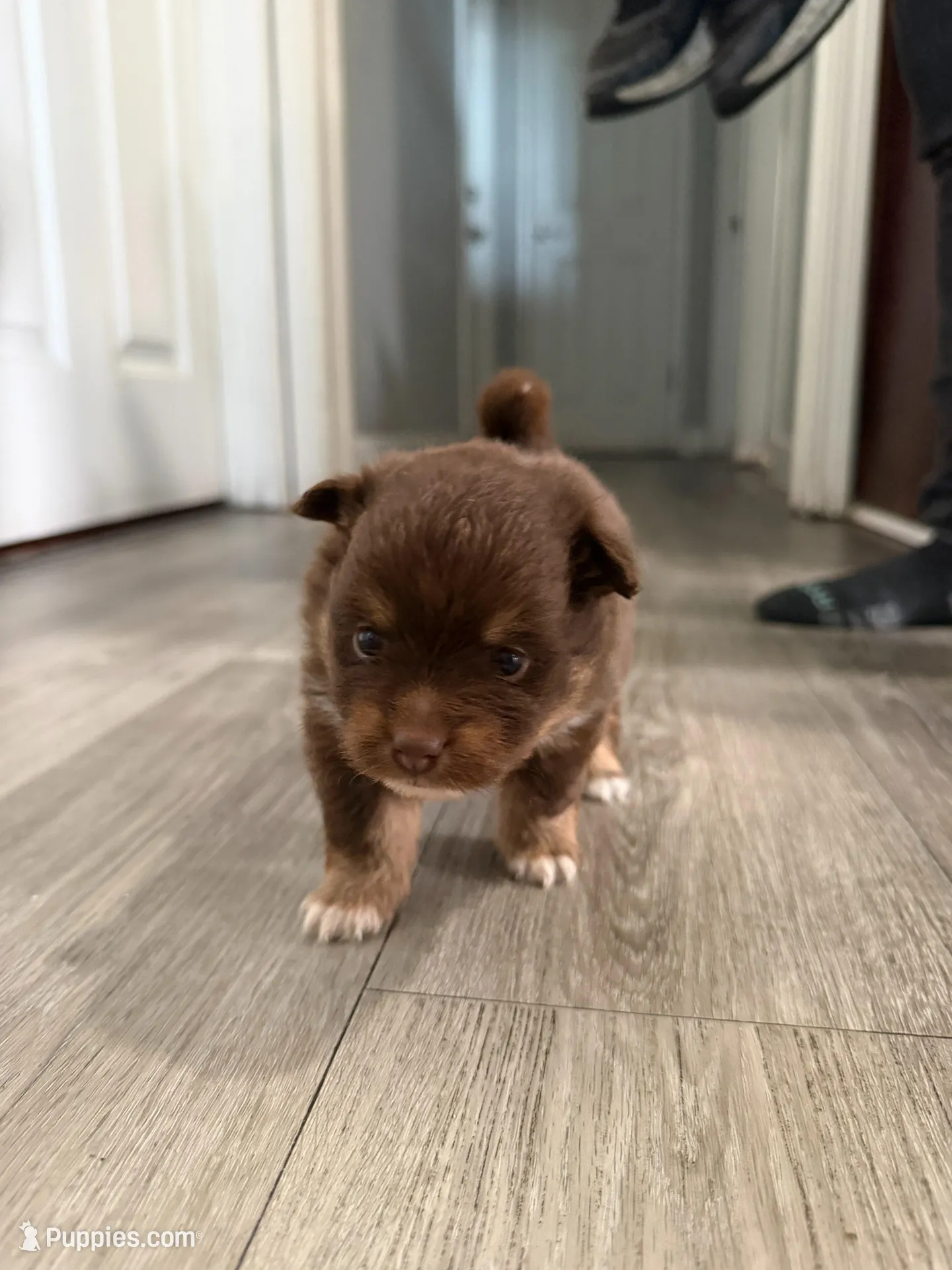 Brownie, a female Pomeranian for sale in Santa Ana, CA – Photo 5 of 10