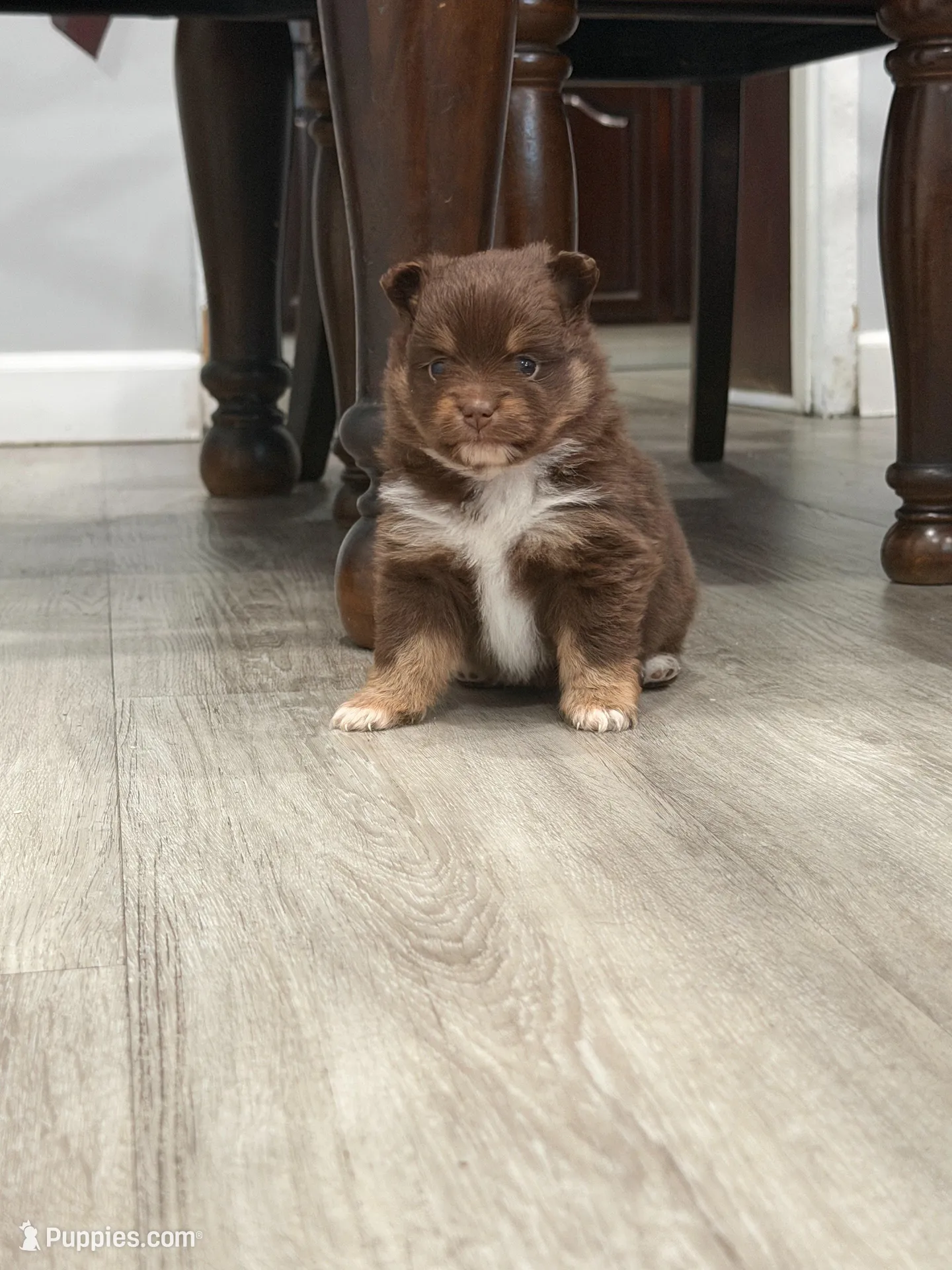 Brownie, a female Pomeranian for sale in Santa Ana, CA – Photo 2 of 10