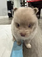 Cookie, a male Pomeranian for sale in Santa Ana, CA – Photo 3 of 10