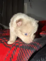 Cookie, a male Pomeranian for sale in Santa Ana, CA – Photo 8 of 10