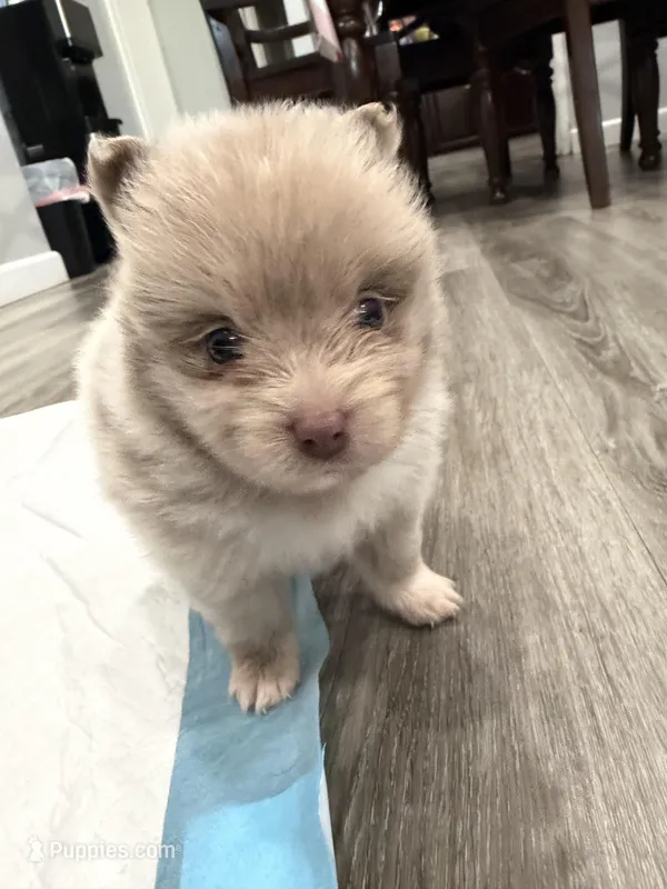 Cookie, a male Pomeranian for sale in Santa Ana, CA – Photo 1 of 10