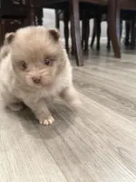 Cookie, a male Pomeranian for sale in Santa Ana, CA – Photo 7 of 10