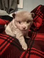 Cookie, a male Pomeranian for sale in Santa Ana, CA – Photo 4 of 10