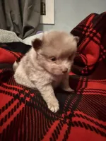 Cookie, a male Pomeranian for sale in Santa Ana, CA – Photo 5 of 10