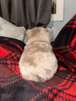 Cookie, a male Pomeranian for sale in Santa Ana, CA – Photo 6 of 10