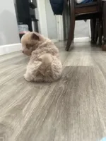 Cookie, a male Pomeranian for sale in Santa Ana, CA – Photo 9 of 10