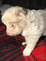 Cookie, a male Pomeranian for sale in Santa Ana, CA – Photo 2 of 10