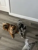 Brownie, a female Pomeranian for sale in Santa Ana, CA – Photo 10 of 10