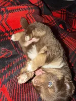 Brownie, a female Pomeranian for sale in Santa Ana, CA – Photo 6 of 10